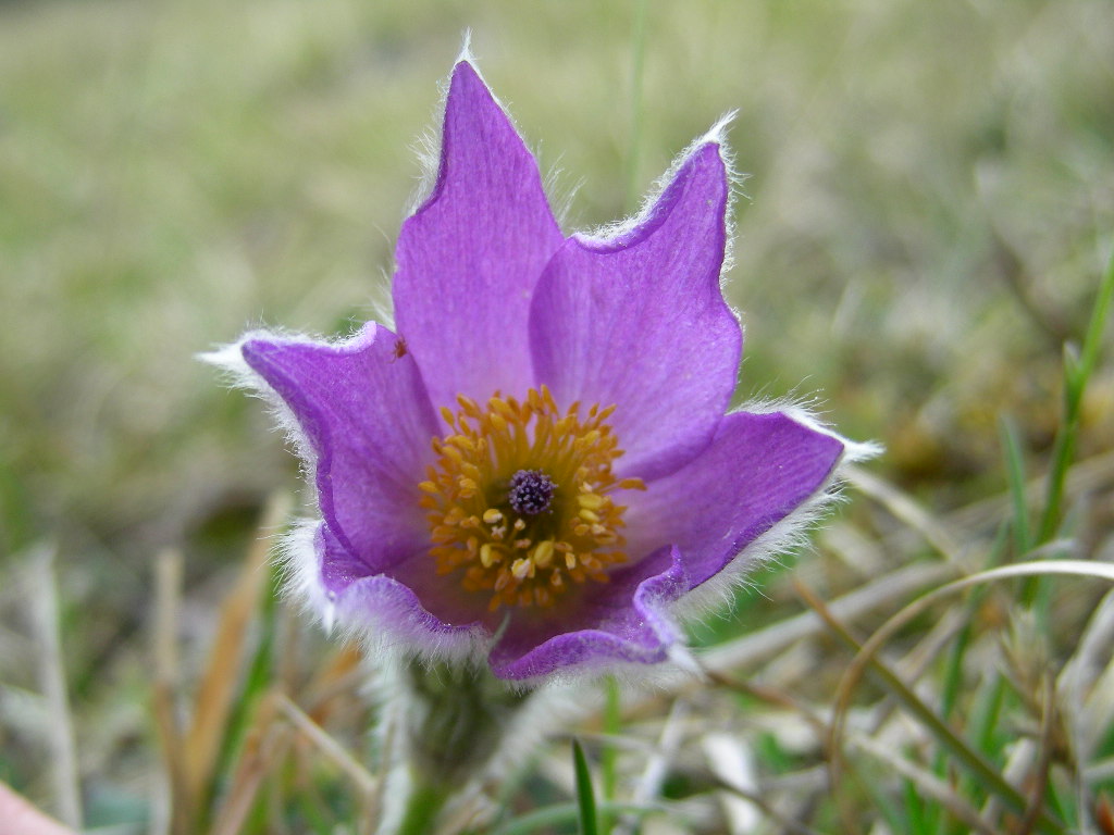 Pulsatilla vulgaris / Pulsatilla comune